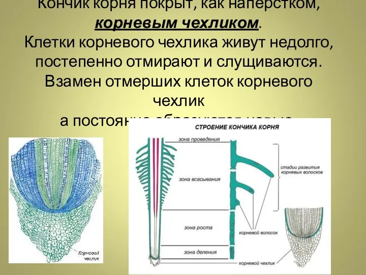 Кончик корня покрыт, как наперстком, корневым чехликом. Клетки корневого чехлика живут