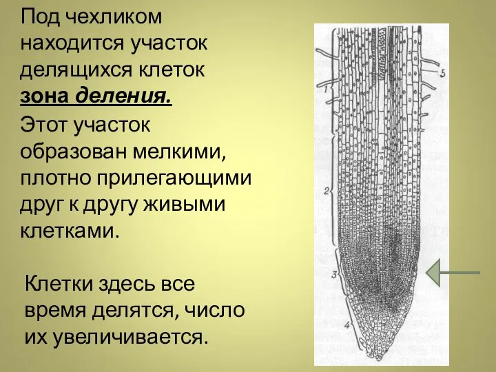 Под чехликом находится участок делящихся клеток зона деления. Этот участок образован