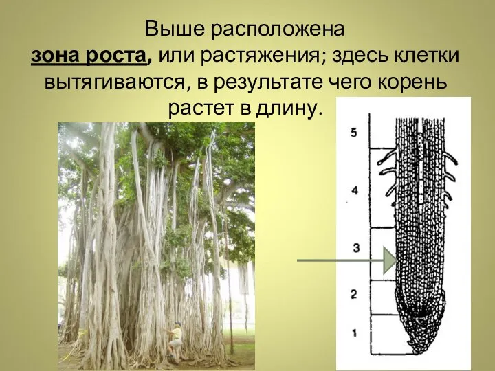 Выше расположена зона роста, или растяжения; здесь клетки вытягиваются, в результате чего корень растет в длину.