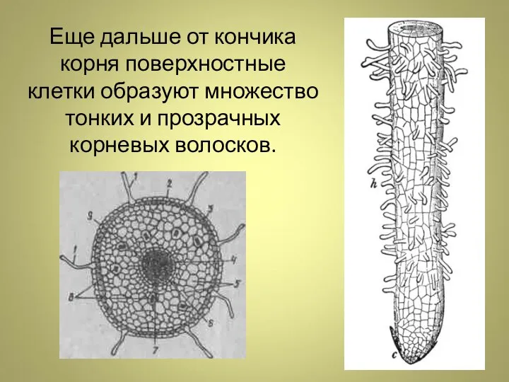 Еще дальше от кончика корня поверхностные клетки образуют множество тонких и прозрачных корневых волосков.