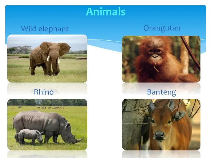 Animals Wild elephant Orangutan Rhino Banteng Banteng