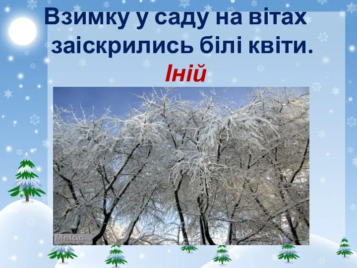 Взимку у саду на вітах заіскрились білі квіти. Іній