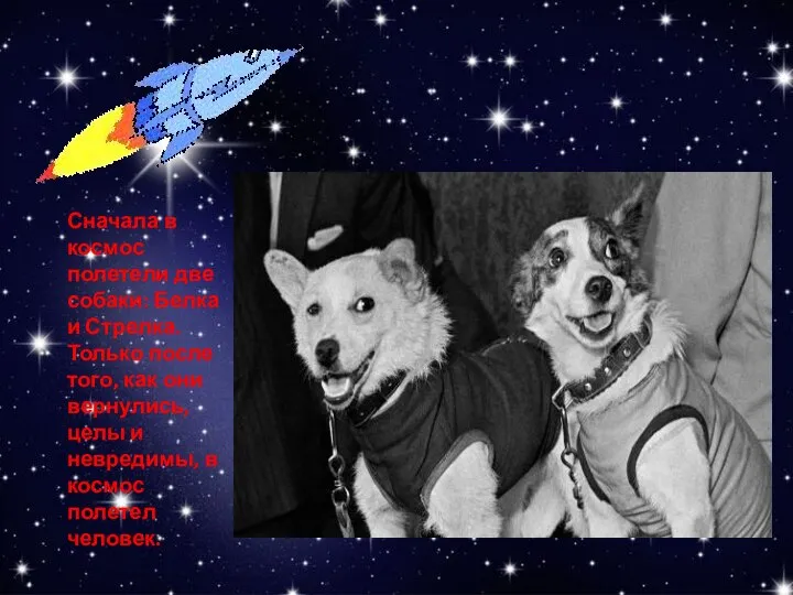 Сначала в космос полетели две собаки: Белка и Стрелка. Только после