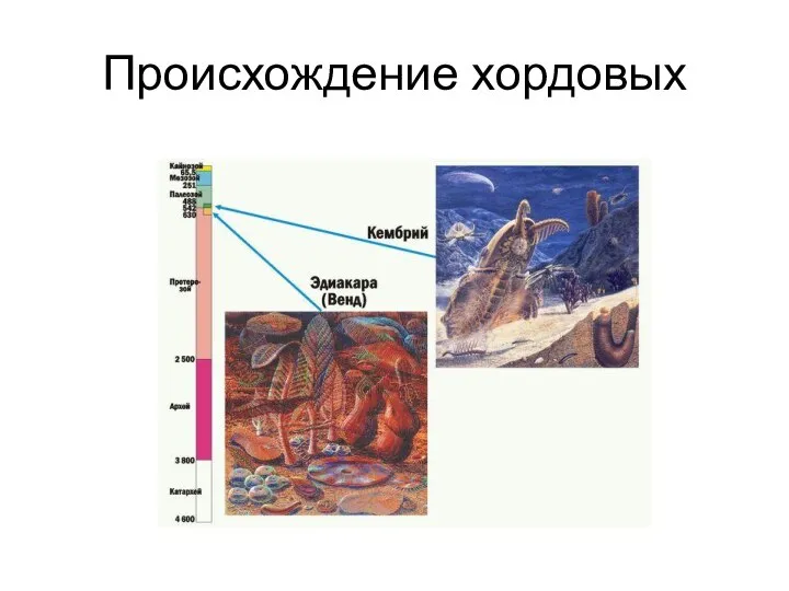 Происхождение хордовых