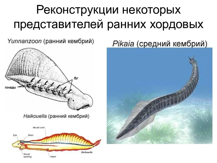 Реконструкции некоторых представителей ранних хордовых