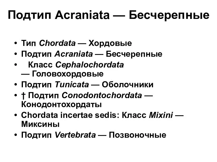 Подтип Acraniata — Бесчерепные Тип Chordata — Хордовые Подтип Acraniata —