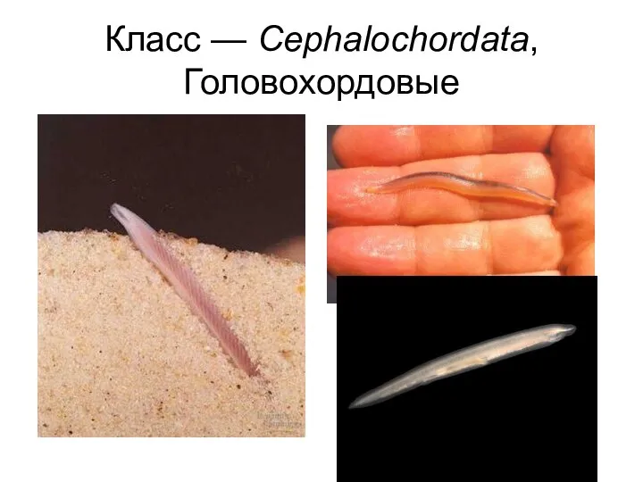 Класс — Cephalochordata, Головохордовые