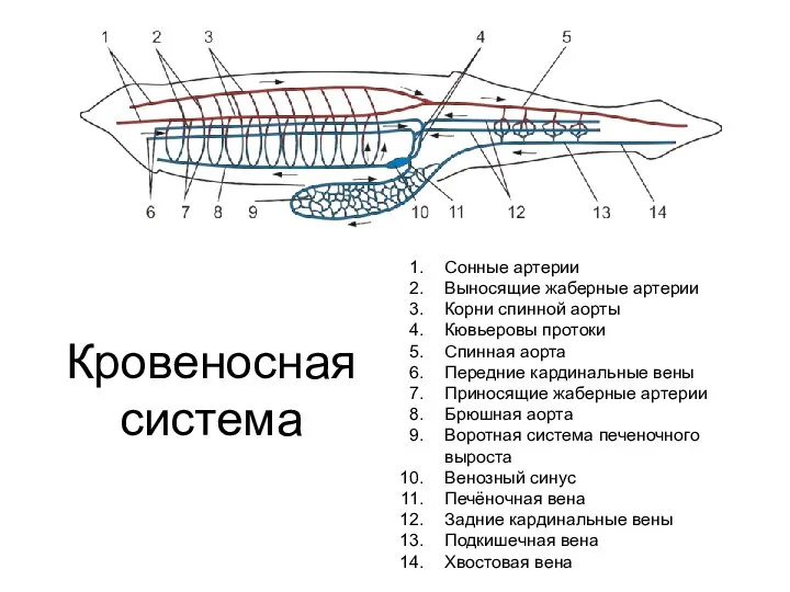 Кровеносная система Сонные артерии Выносящие жаберные артерии Корни спинной аорты Кювьеровы