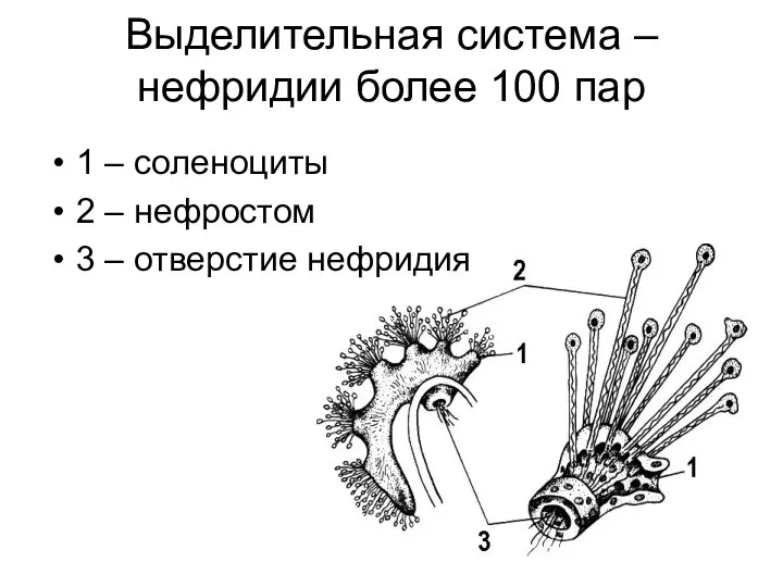 Выделительная система – нефридии более 100 пар 1 – соленоциты 2