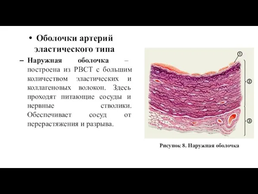 Оболочки артерий эластического типа Наружная оболочка – построена из РВСТ с