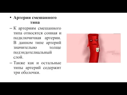 Артерии смешанного типа К артериям смешанного типа относятся сонная и подключичная