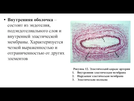 Внутренняя оболочка – состоит из эндотелия, подэндотелиального слоя и внутренней эластической