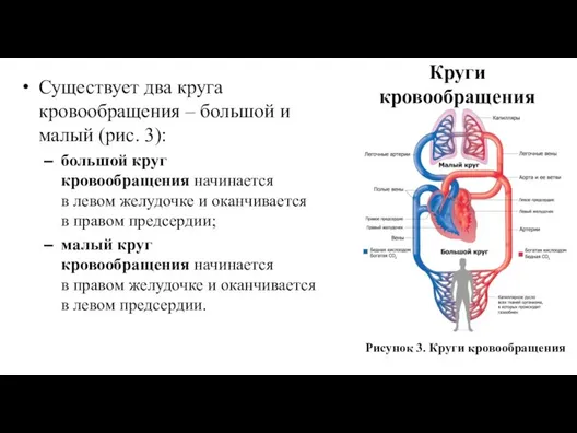 Существует два круга кровообращения – большой и малый (рис. 3): большой