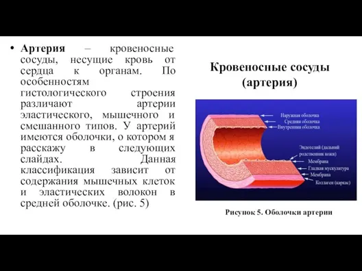 Артерия – кровеносные сосуды, несущие кровь от сердца к органам. По