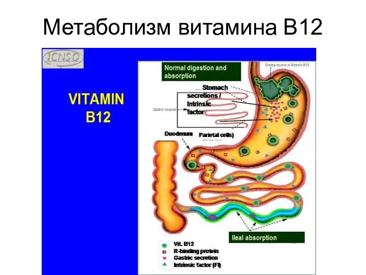 Метаболизм витамина В12