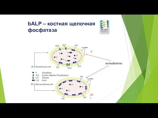 bALP – костная щелочная фосфатаза N остеобласты ftat