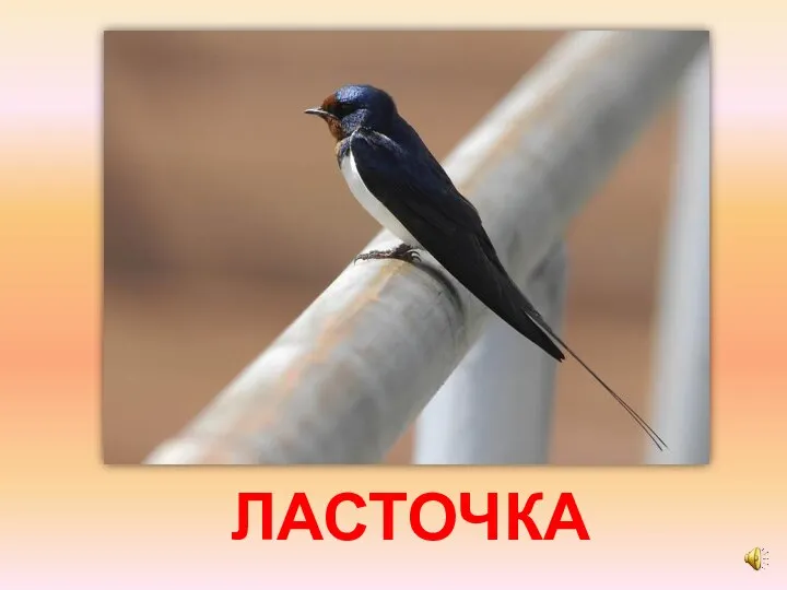 ЛАСТОЧКА