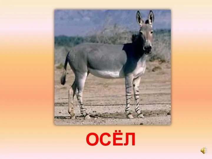 ОСЁЛ