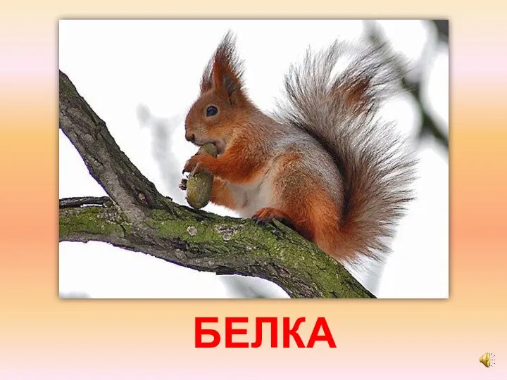 БЕЛКА