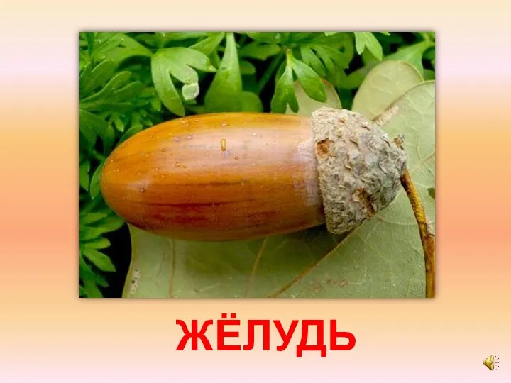 ЖЁЛУДЬ