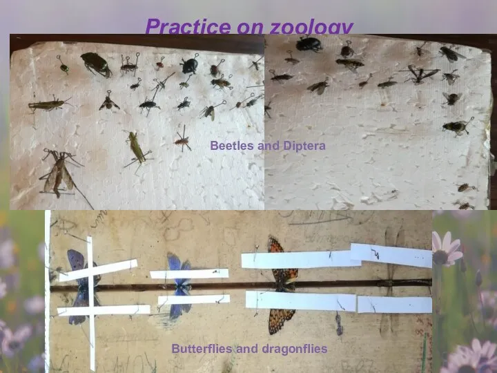 Practice on zoology Beetles and Diptera Butterflies and dragonflies