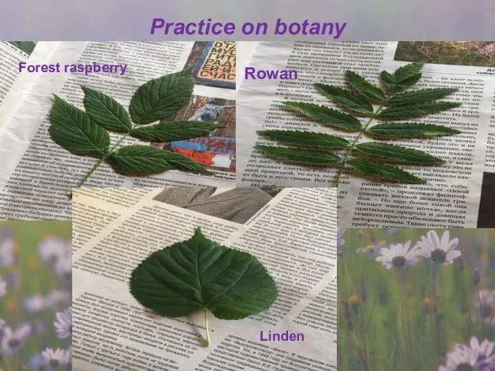 Practice on botany Rowan Forest raspberry Linden