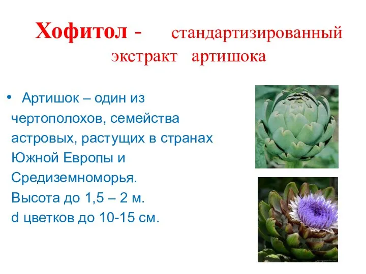 Хофитол - стандартизированный экстракт артишока Артишок – один из чертополохов, семейства