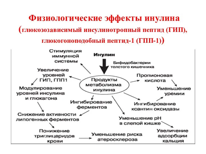 Физиологические эффекты инулина (глюкозозависимый инсулинотропный пептид (ГИП), глюкогоноподобный пептид-1 (ГПП-1))