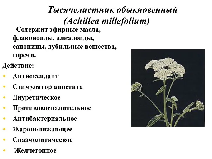 Тысячелистник обыкновенный (Achillea millefolium) Содержит эфирные масла, флавоноиды, алкалоиды, сапонины, дубильные