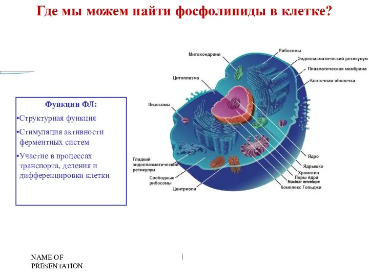 NAME OF PRESENTATION | Где мы можем найти фосфолипиды в клетке?