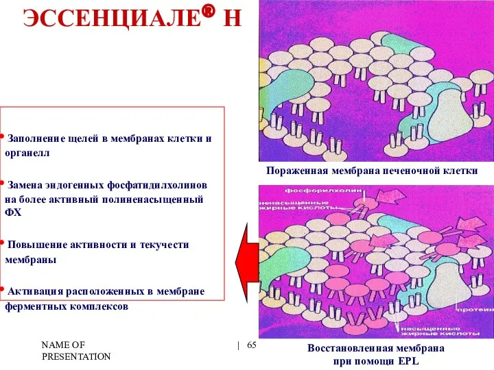 NAME OF PRESENTATION | ЭССЕНЦИАЛЕ® Н Заполнение щелей в мембранах клетки