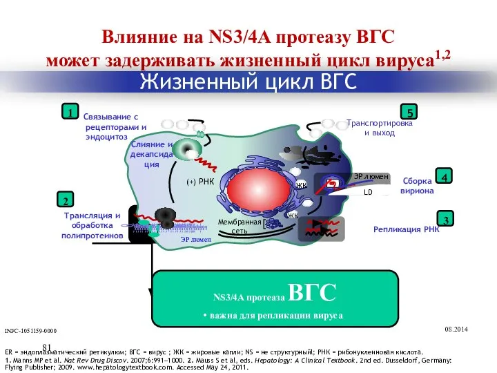 Влияние на NS3/4A протеазу ВГС может задерживать жизненный цикл вируса1,2 ER