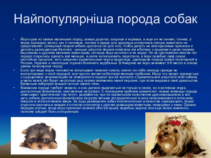 Найпопулярніша порода собак Йорк одна из самых маленьких пород, самых дорогих,