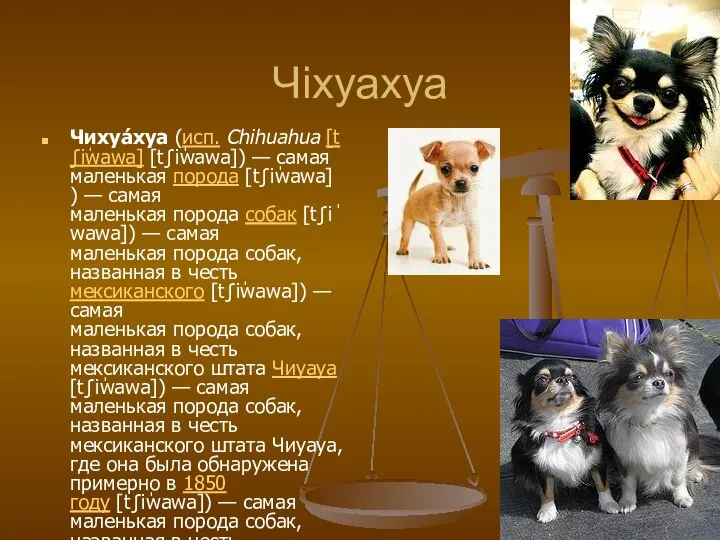 Чіхуахуа Чихуа́хуа (исп. Chihuahua [tʃiˈwawa] [tʃiˈwawa]) — самая маленькая порода [tʃiˈwawa])