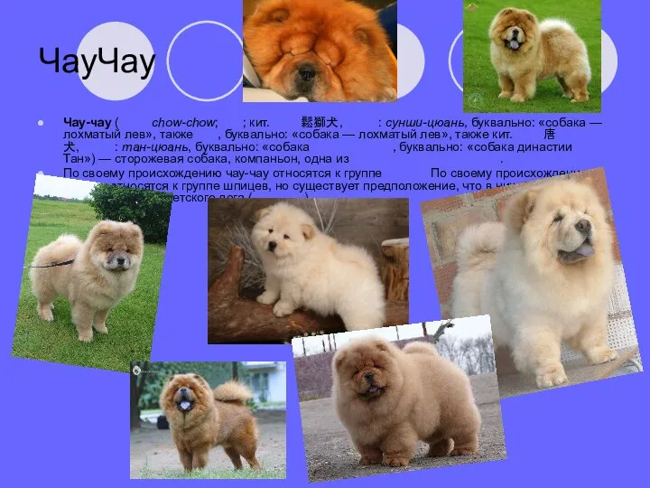 ЧауЧау Чау-чау (англ. chow-chow; кит.; кит. упр. 鬆獅犬, палл.: сунши-цюань, буквально: