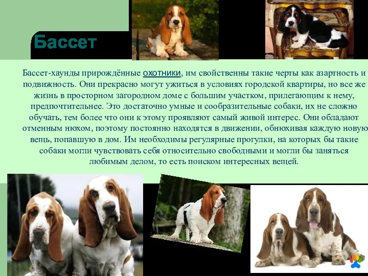 Бассет Теории происхождения бассетов различны. Название породы происходит от 2 слов: