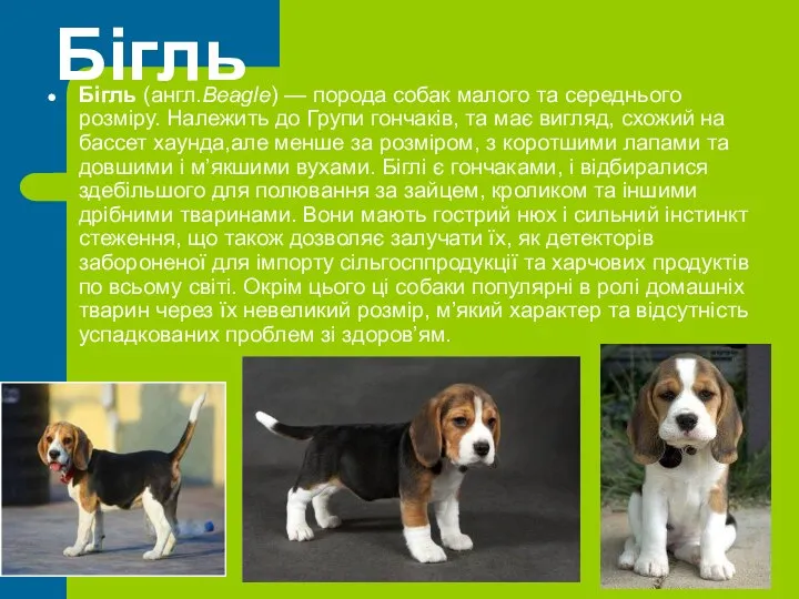 Бігль Бігль (англ.Beagle) — порода собак малого та середнього розміру. Належить