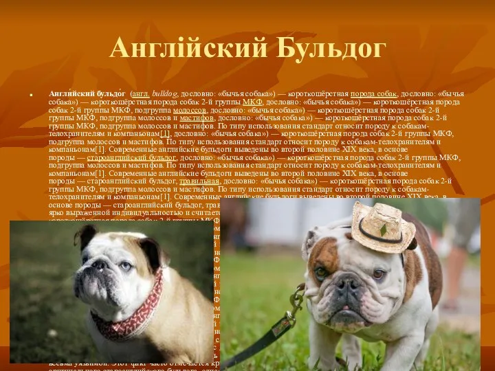 Англійский Бульдог Англи́йский бульдо́г (англ. bulldog, дословно: «бычья собака») — короткошёрстная