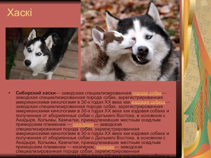 Хаскі Сибирский хаски— заводская специализированная порода собак— заводская специализированная порода собак,