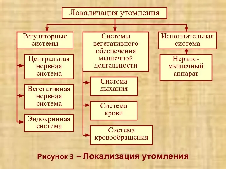 Рисунок 3 – Локализация утомления