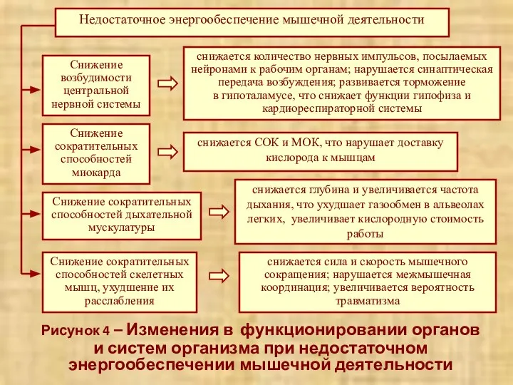 Рисунок 4 – Изменения в функционировании органов и систем организма при недостаточном энергообеспечении мышечной деятельности