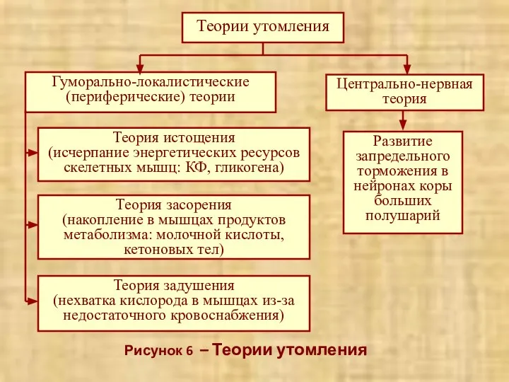 Рисунок 6 – Теории утомления