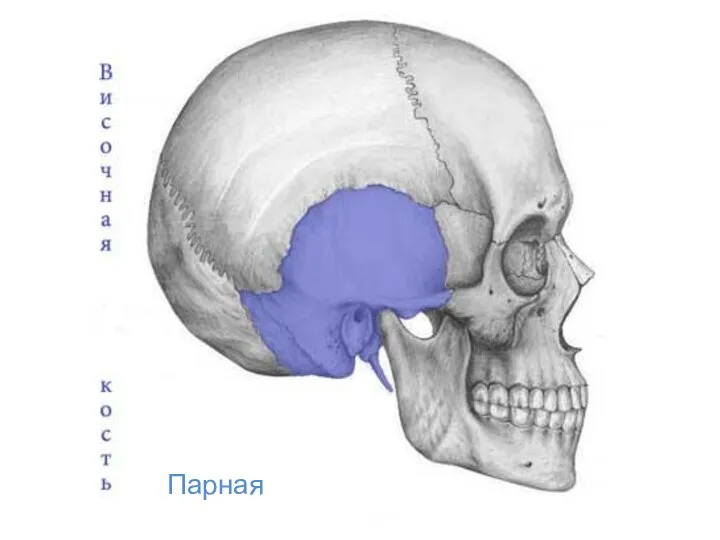 Парная