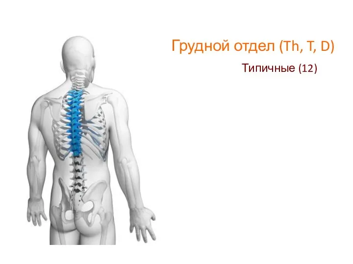 Грудной отдел (Th, T, D) Типичные (12)