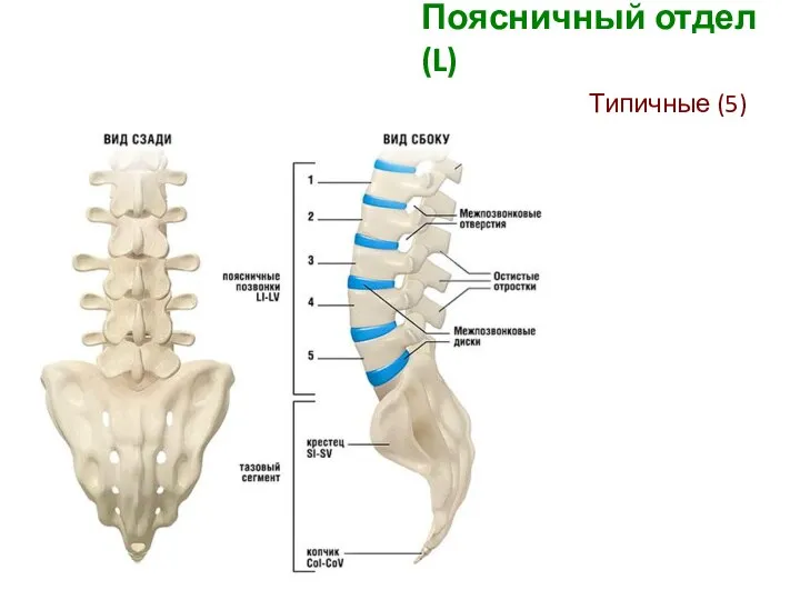 Поясничный отдел (L) Типичные (5)