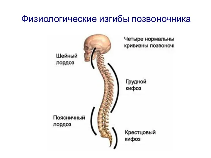 Физиологические изгибы позвоночника