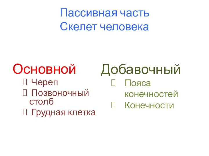 Пассивная часть Скелет человека Основной Череп Позвоночный столб Грудная клетка Добавочный Пояса конечностей Конечности