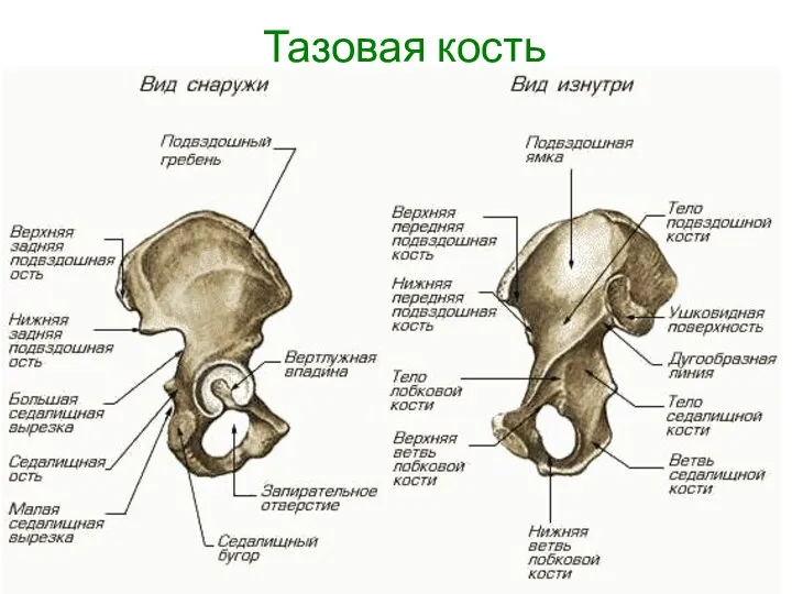 Тазовая кость