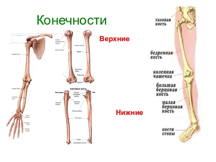 Конечности Верхние Нижние