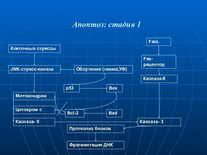 Апоптоз: стадия 1 Клеточные стрессы FasL Fas-рецептор Каспаза-8 JNK-стресс-киназа Облучение (гамма,УФ)